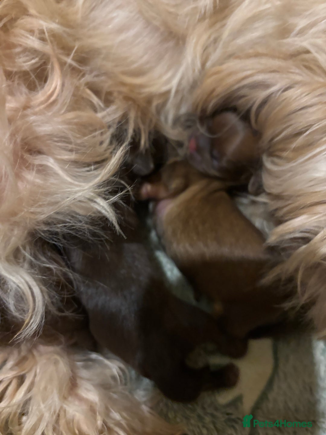 Shih Tzu dogs for sale: Imperial shih tzu puppies - Image 12