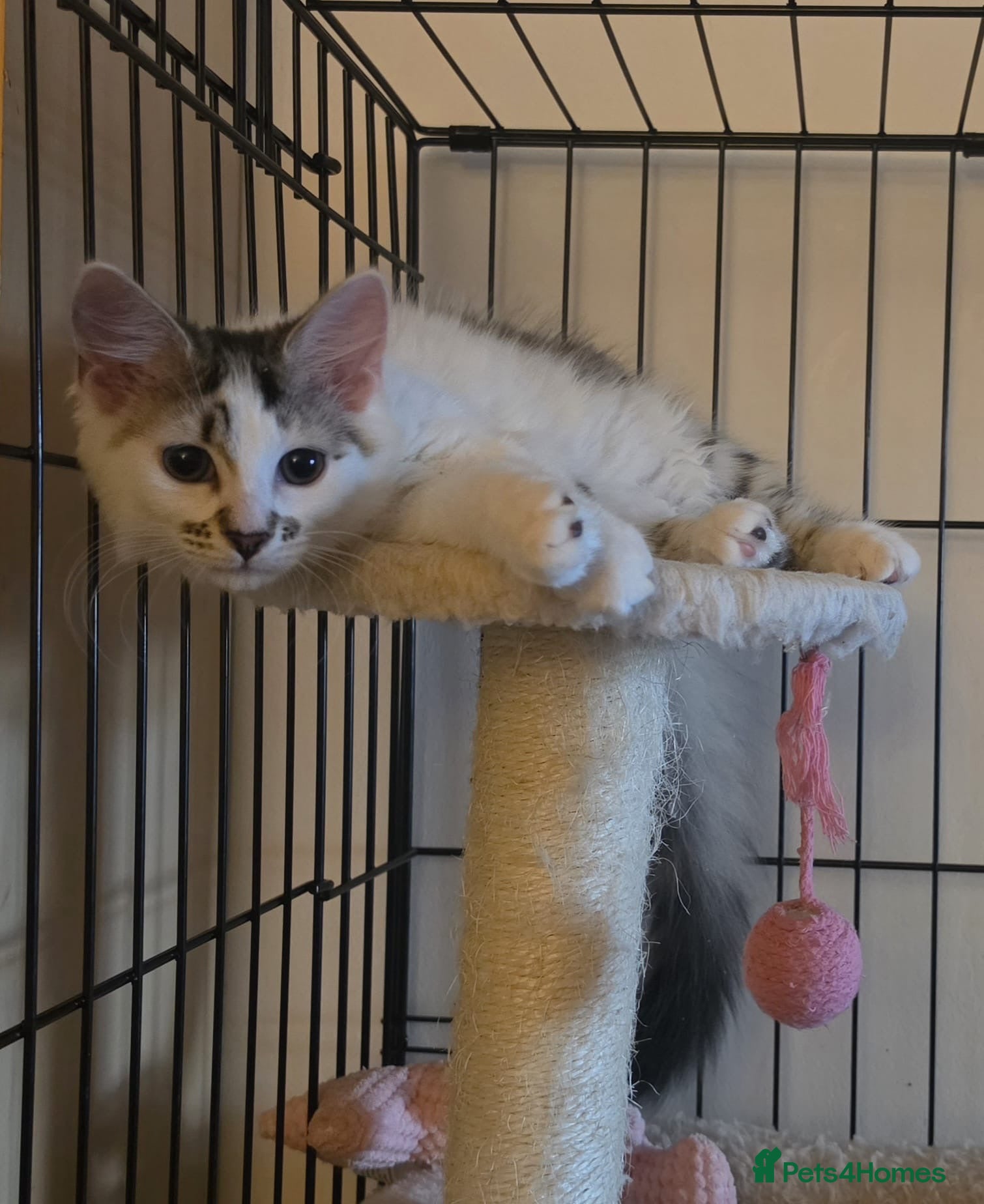 Domestic Shorthair cats Bobby & Sadie - Adopt from Cats in Crisis East Ldn - Advert 10