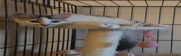 Domestic Shorthair cats for adoption: Bobby & Sadie - Adopt from Cats in Crisis East Ldn - Advert 1
