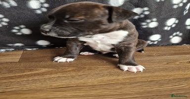 Staffordshire Bull Terrier dogs - Advert 2