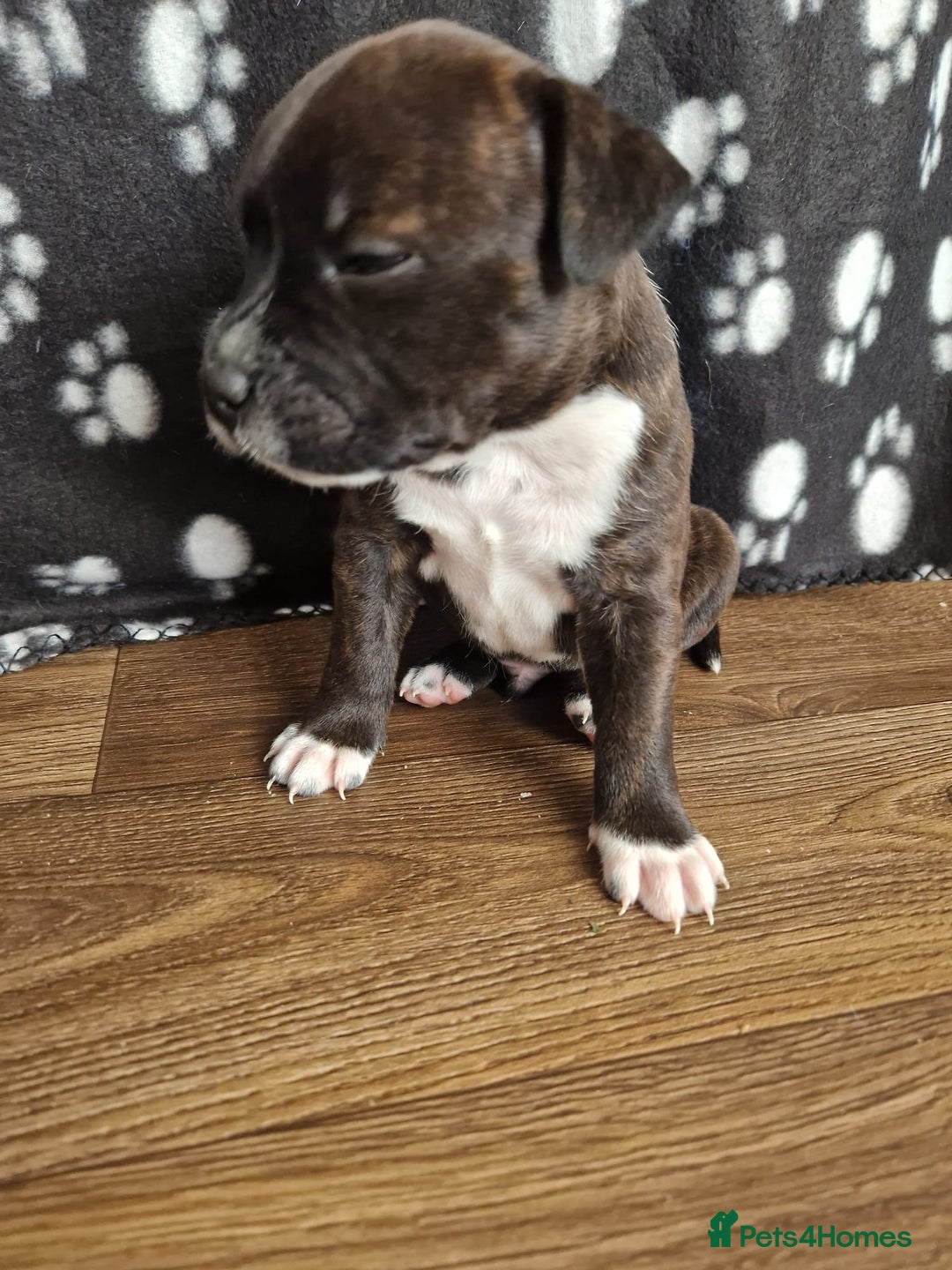 Staffordshire Bull Terrier dogs for sale: KC Reg Staffy Pups – Beautiful Chunky Puppys - Image 4