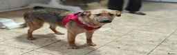 Mixed Breed dogs for adoption: ❤️🐶 MALTA – EASY TO LOVE, EASY TO LIVE WITH in Burton-on-Trent - Advert 3