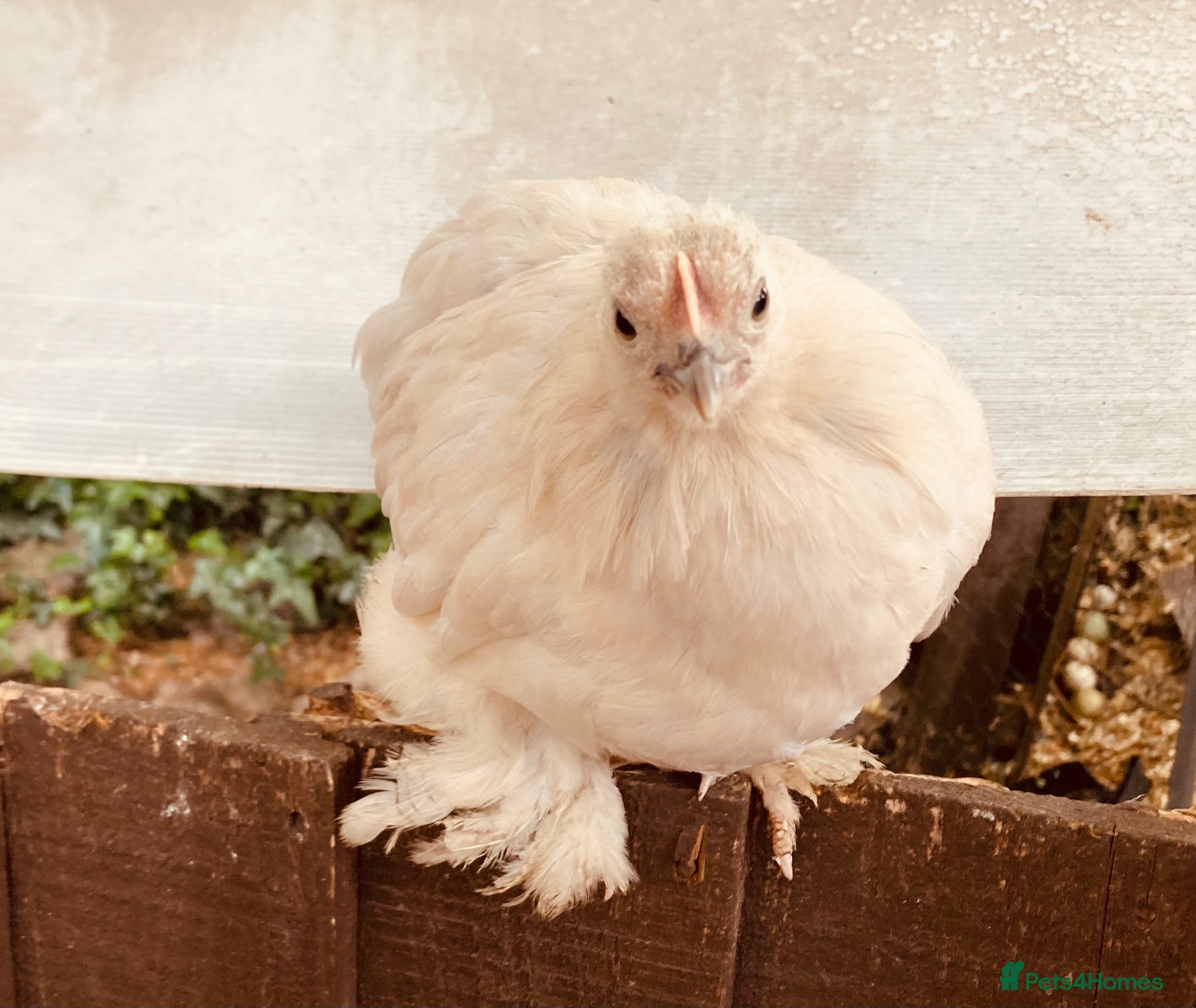 Chickens poultry for sale: Six pekins (mixed colours and ages) in Tipton - Advert 9