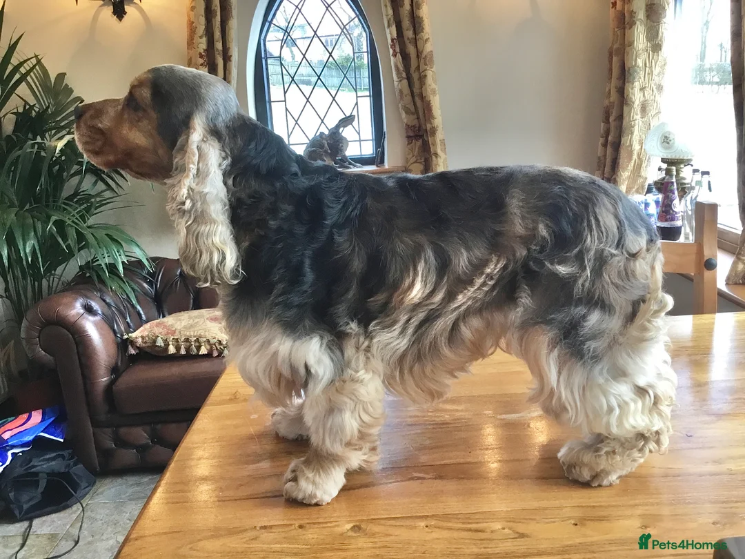 Cocker Spaniel dogs for stud: Stunning Sable, Show Cocker Stud,  Health Tested. in Market Drayton - Advert 4
