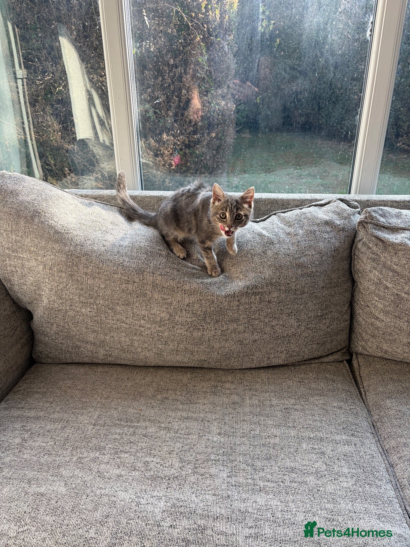 American Shorthair cats Playful Female Kitten Ready For New Home - Advert 2