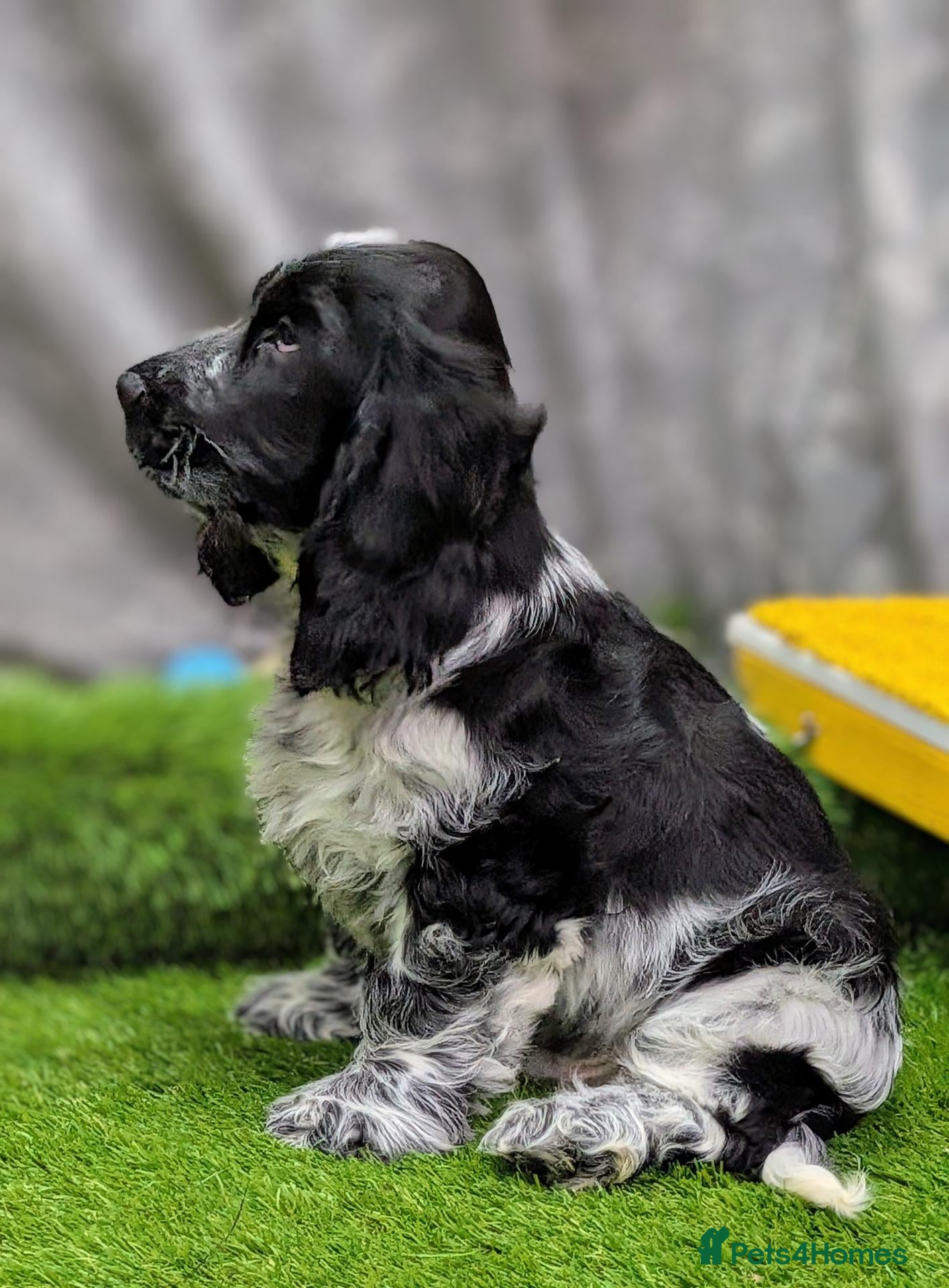Cocker Spaniel dogs Very Special Show Cocker Spaniel Puppies - Advert 1