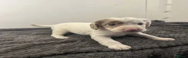 Cockapoo 6