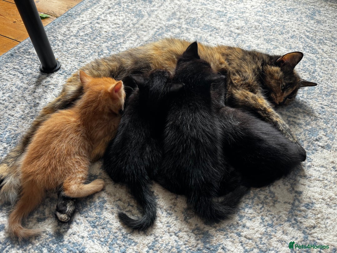 Mixed Breed cats for sale: NEED GONE ASAP2 cutekittens looking for a new home - Image 6