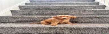 Toy Poodle 2