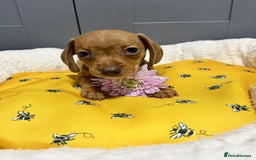 Miniature Dachshund dogs for sale: Min dachshund looking for their forever 🏡 - Image 15