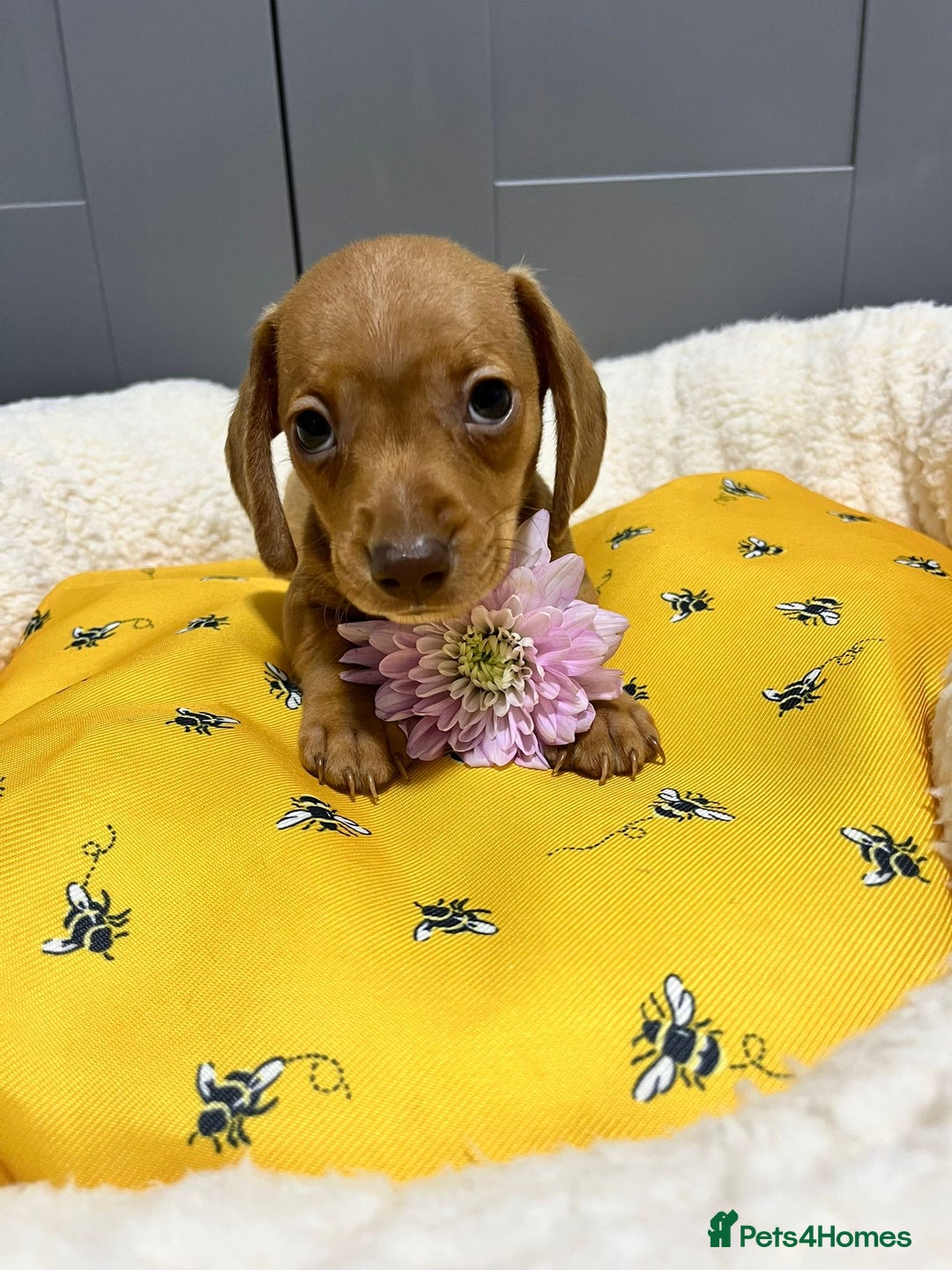 Miniature Dachshund dogs for sale: Min dachshund looking for their forever 🏡 - Image 15