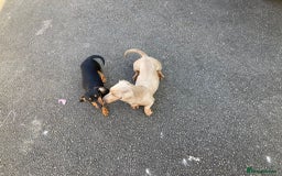 Dachshund dogs for sale: Dachshund Girl Puppies Absolutely Gorgeous  - Image 2
