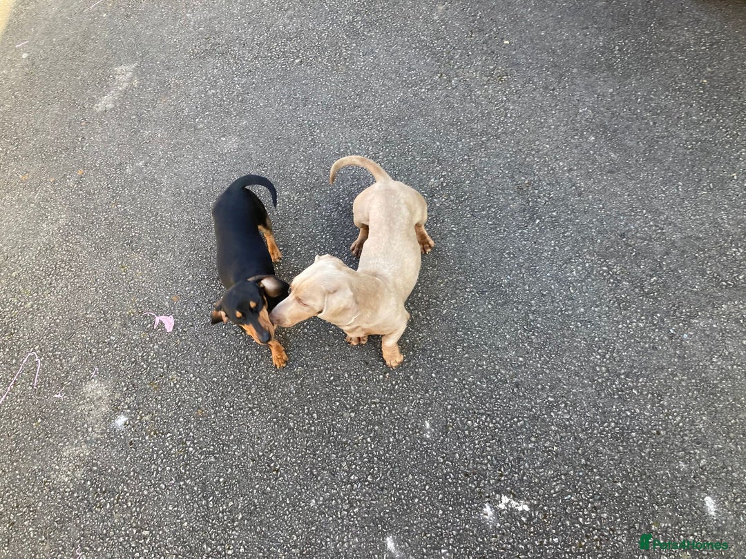 Dachshund dogs for sale: Dachshund Girl Puppies Absolutely Gorgeous  - Image 2