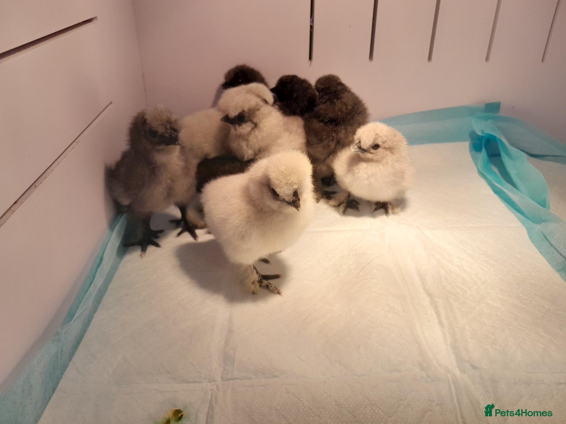 Chickens poultry Silkie and Polish Bantam Chicks  - Advert 2