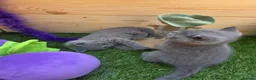 British Shorthair cats for sale: Beautiful British Shorthair kittens  - Advert 3