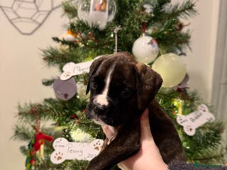 Boxer dogs Boxer Puppies Ready to Leave now 2 Boys 4 Girls - Advert 12