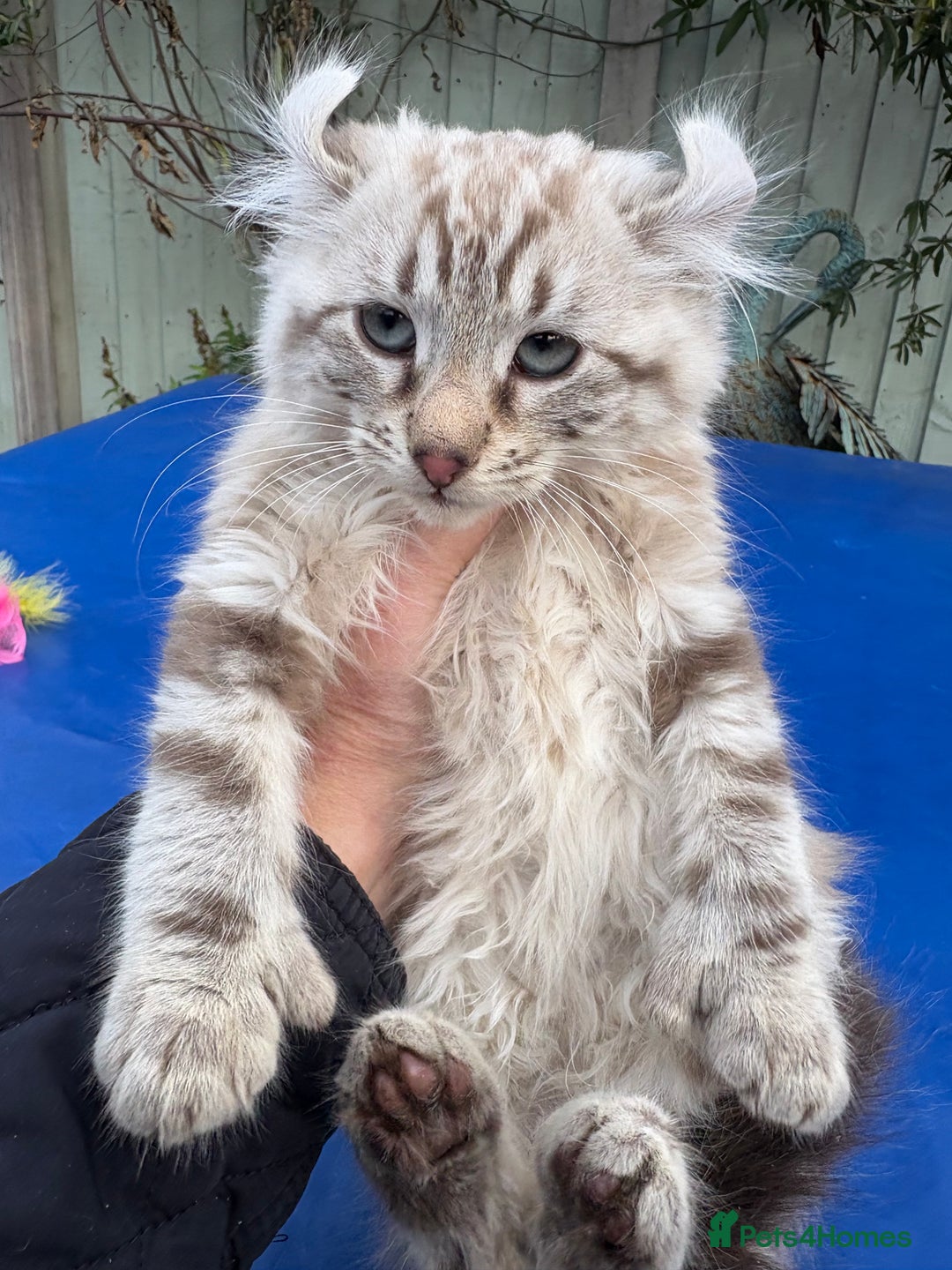 Keetso cats for sale: Stunning rare longhaired polydactyl curled eared  - Advert 28
