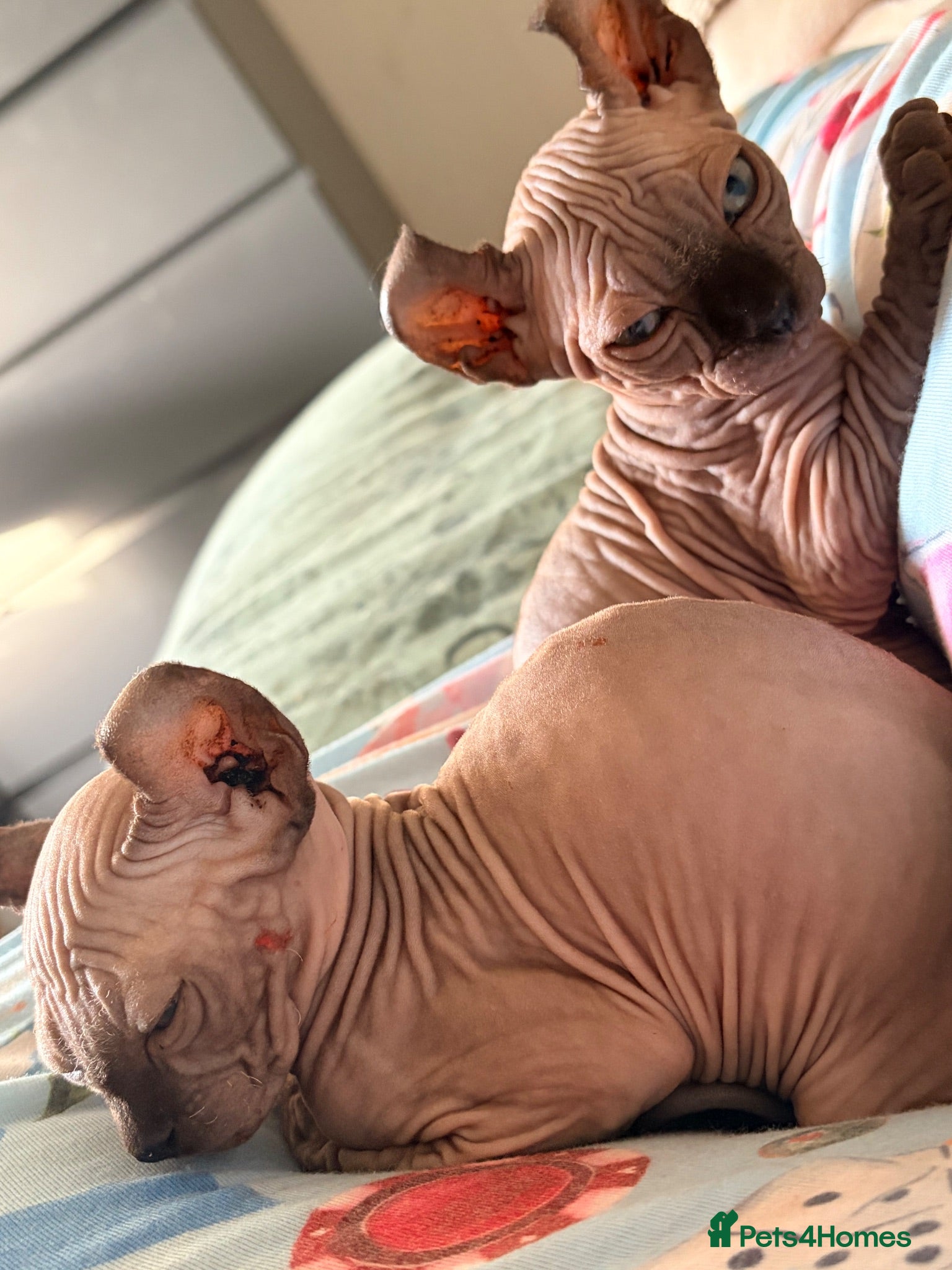 Sphynx cats Ready now Sphynx kittens - Advert 15