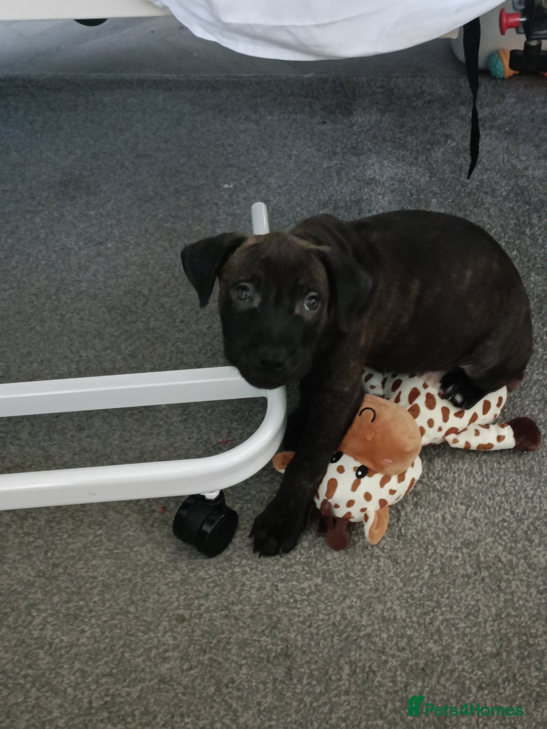 Staffordshire Bull Terrier dogs for sale: Puppy for sale  - Advert 1