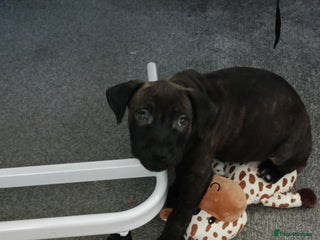 Staffordshire Bull Terrier dogs for sale: Puppy for sale - Advert 1