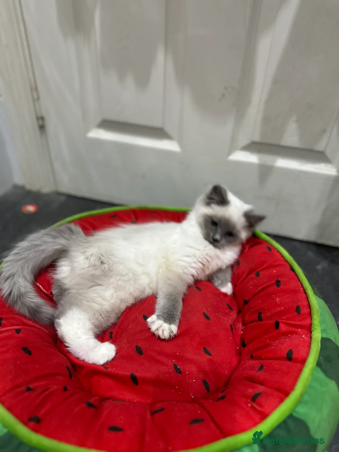 Ragdoll cats for sale: Ragdolls kitten 1 boy 2 girls Dob 12/11/25 - Advert 2