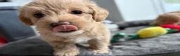 Maltipoo dogs for sale: *Ready to leave* Boy Maltipoo puppy for sale  - Advert 9