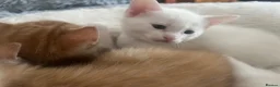 Khao Manee cats for sale: White softest/ cutest/luckyest Cat ever seen - Advert 4