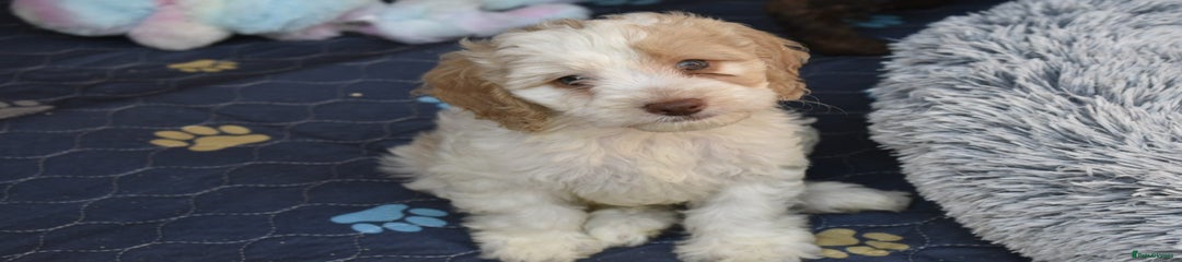 Cavapoo Puppy 8