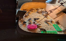 Chickens poultry for sale: Brahma-Vorwerk chicks Pure not mixed breeds - Image 3