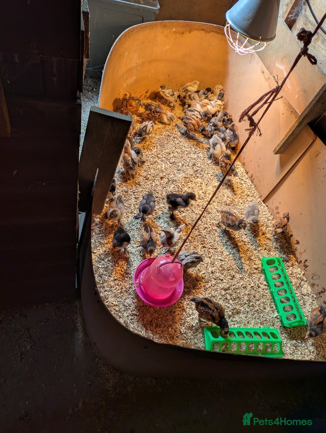 Chickens poultry for sale: Brahma-Vorwerk chicks Pure not mixed breeds - Image 3