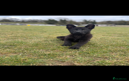 German Shepherd dogs for sale: German shepherd puppy  - Image 3