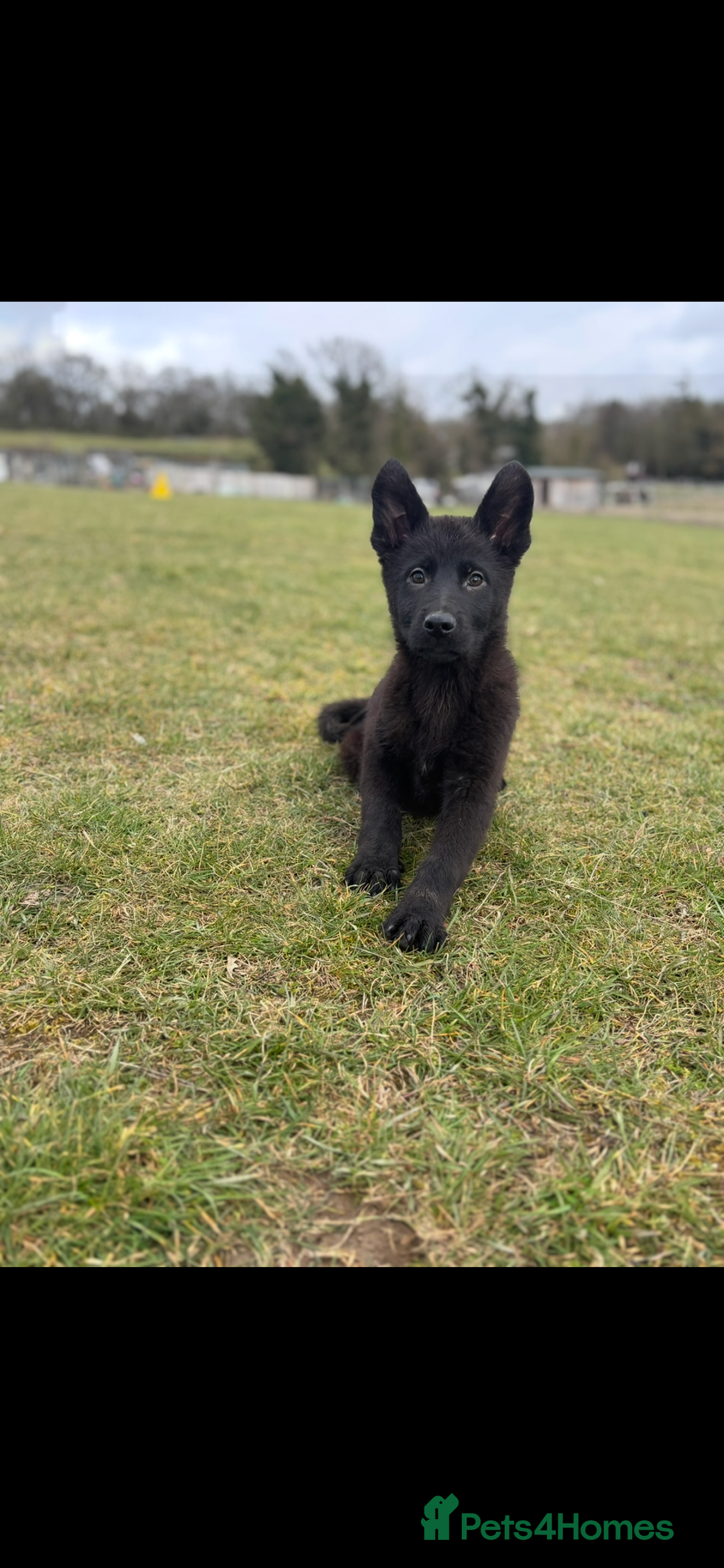 German Shepherd dogs for sale: German shepherd puppy  - Image 3