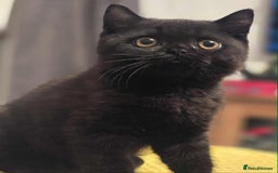 British Shorthair cats for sale: READY NOW GCCF reg BSH kittens - Image 38