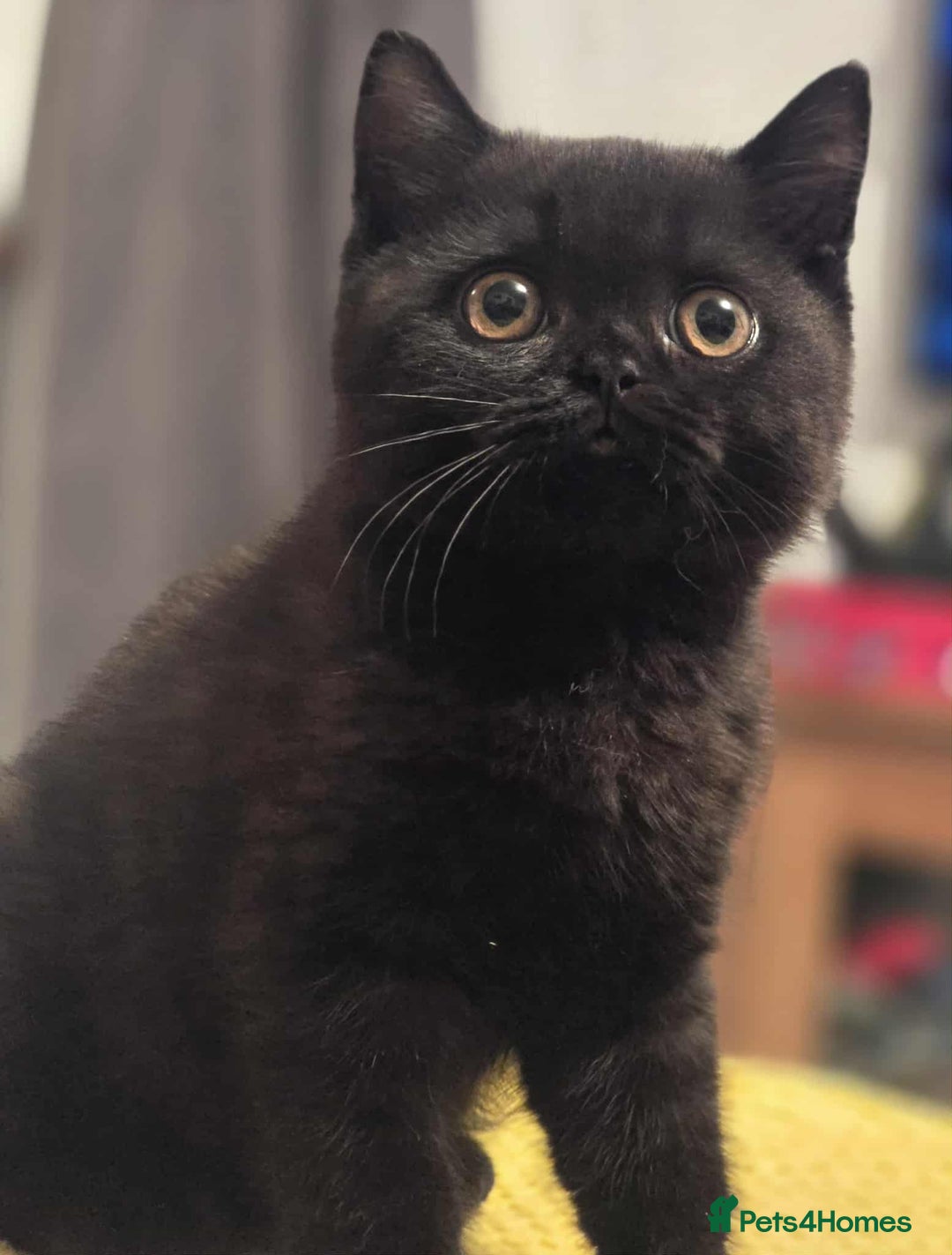 British Shorthair cats for sale: READY NOW GCCF reg BSH kittens - Image 38