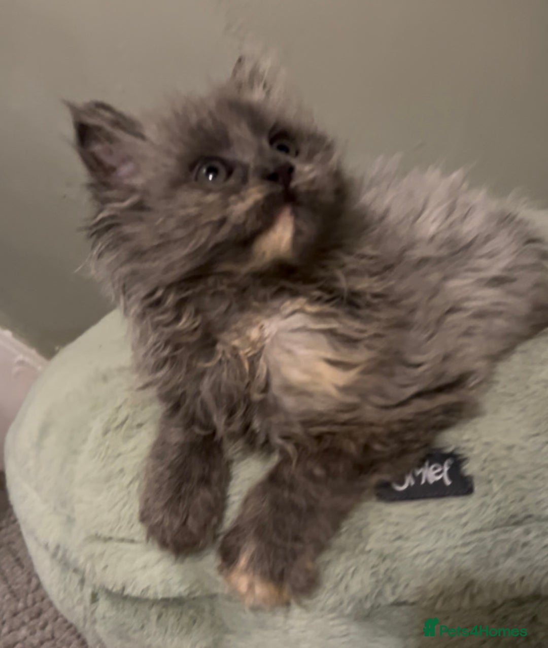 Maine Coon cats for sale: Maine Coon girl READY NOW - Advert 8