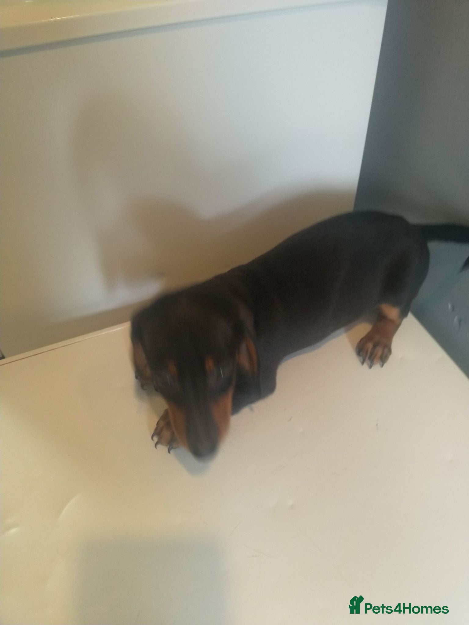 Miniature Dachshund dogs Miniature dachshund puppy boy ready now - Advert 1