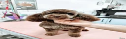 Jackapoo dogs for sale: F1b jackapoo puppies - Advert 2