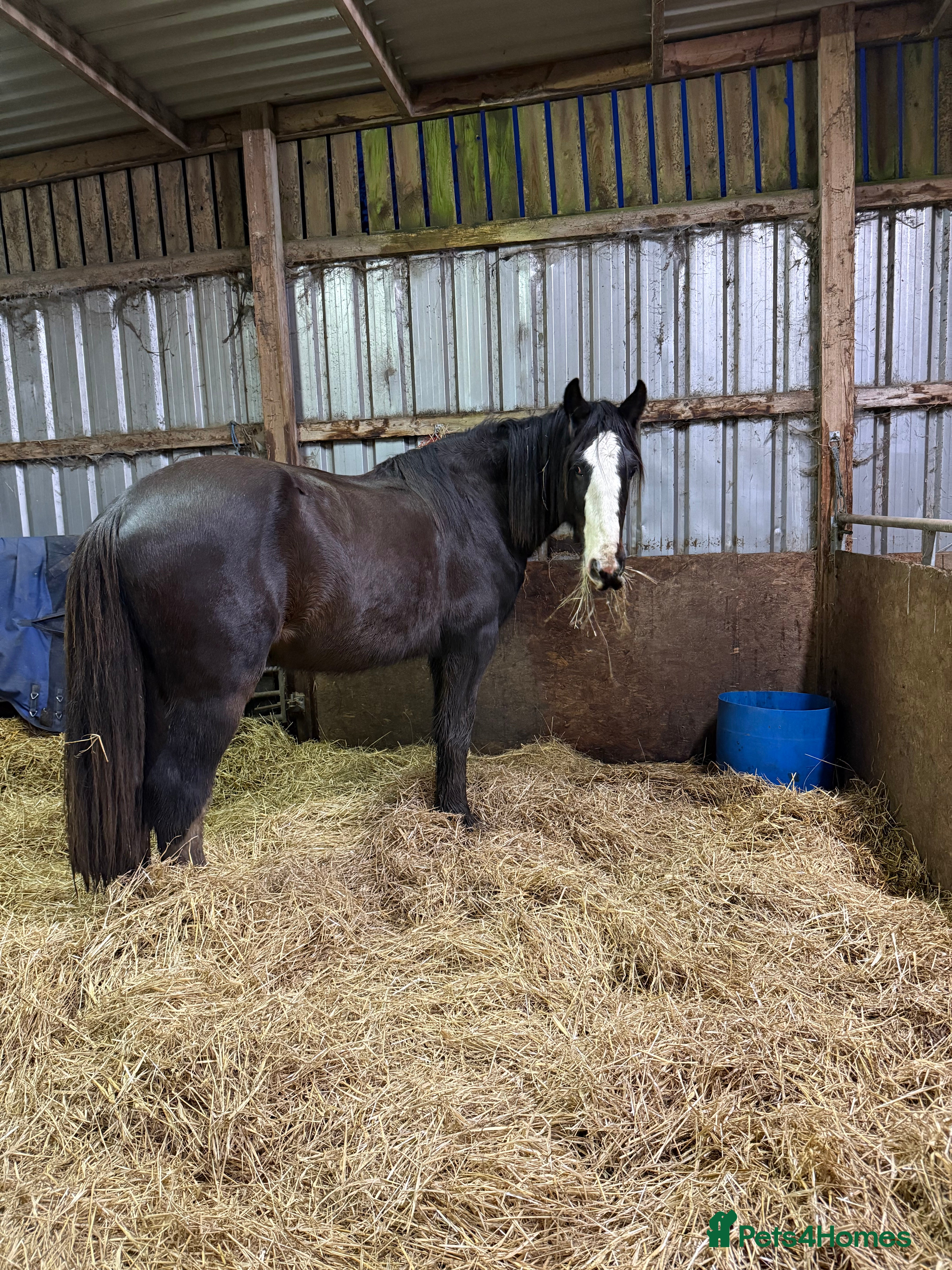 Shire horses Shire for sale gelding  - Advert 1