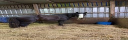 Shire horses for sale: Shire for sale gelding  - Advert 1