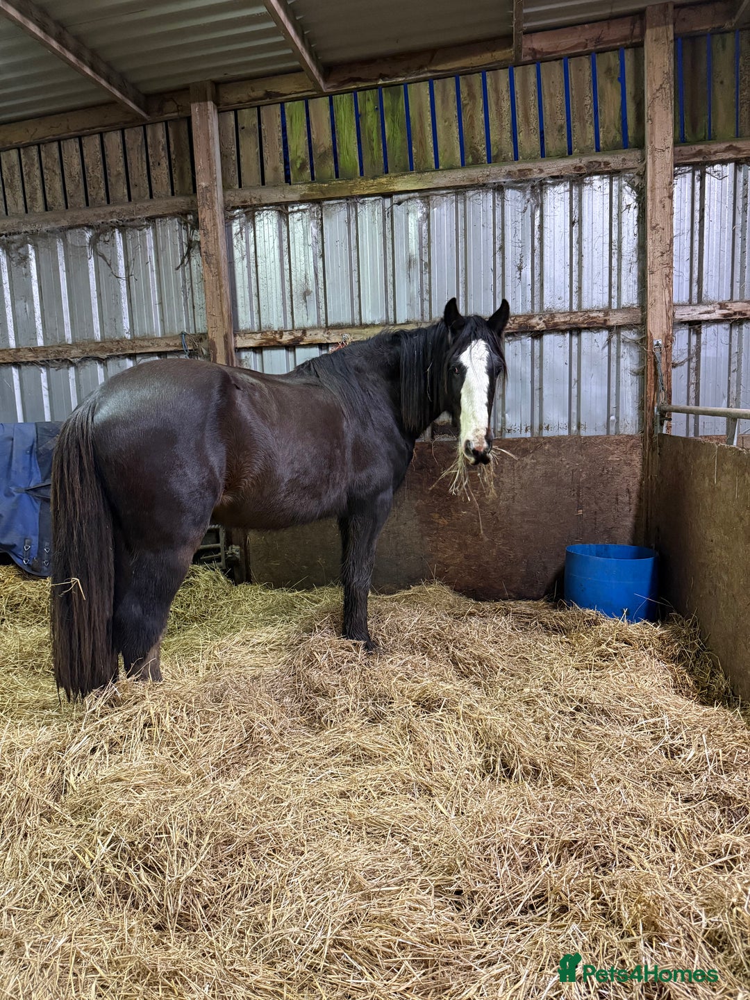 Shire horses for sale: Shire for sale gelding  - Advert 1