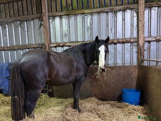 Shire horses Shire for sale gelding - Advert 1