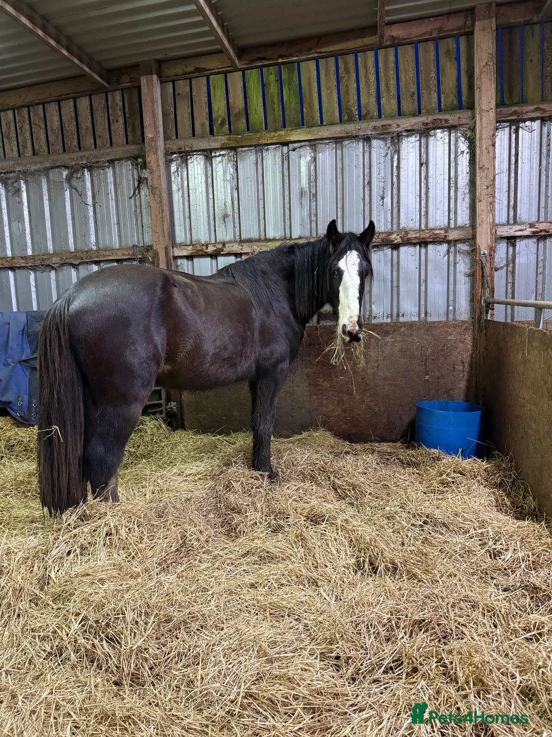 Shire horses for sale: Shire for sale gelding  - Advert 1