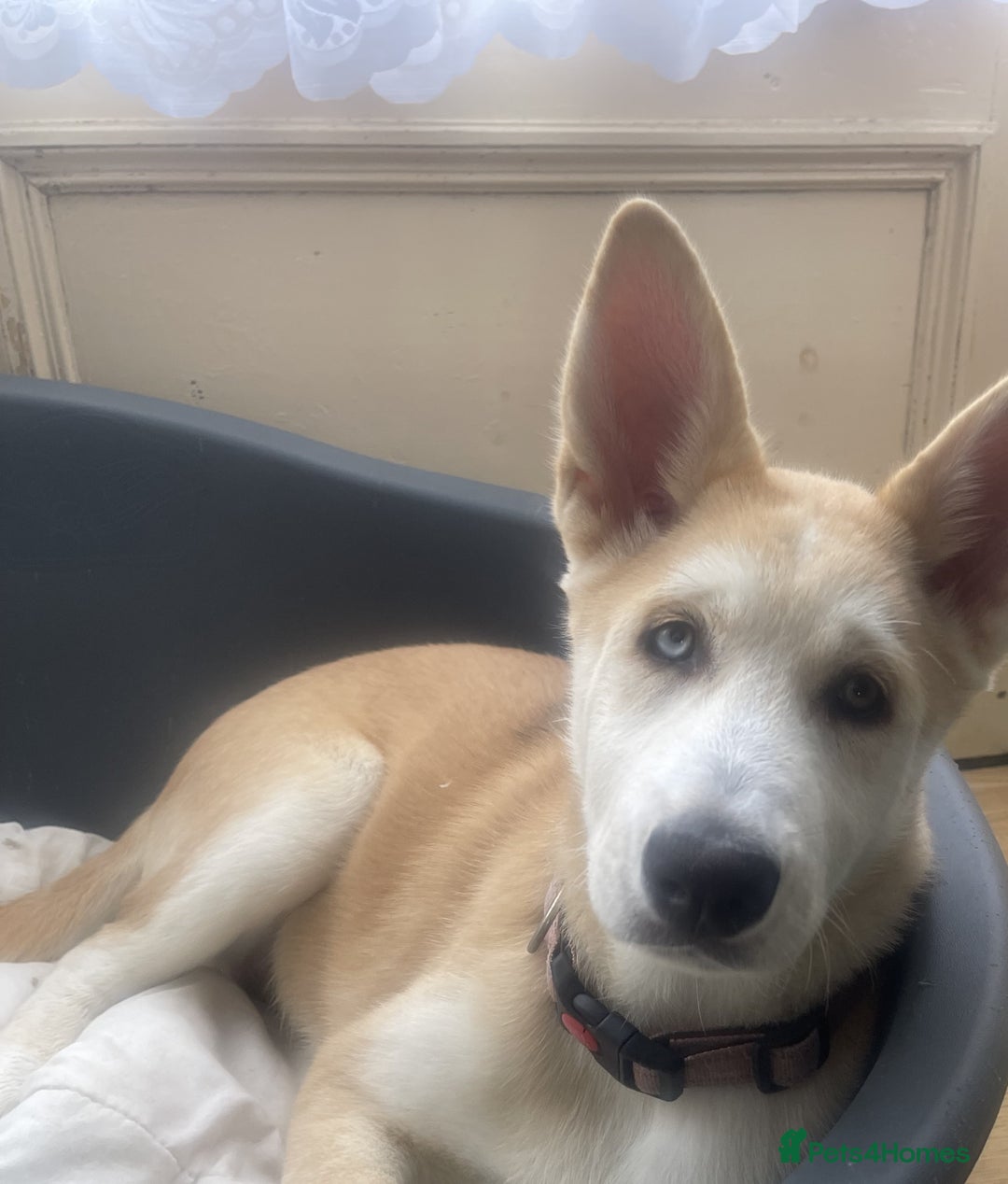 Huskita dogs for sale: Playful Huskita Puppies – Vaccinated & Ready Today - Image 10