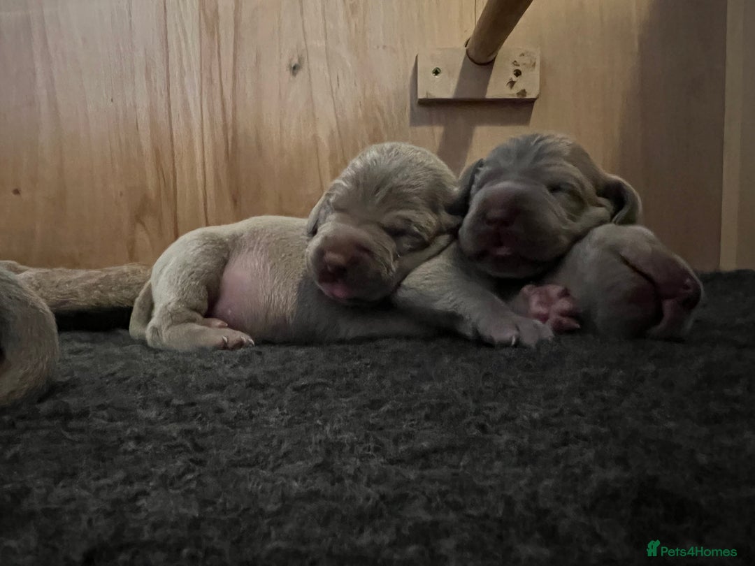 Weimaraner dogs for sale: Belle’s beautiful puppy’s silver ghosts Weimaraner - Image 10