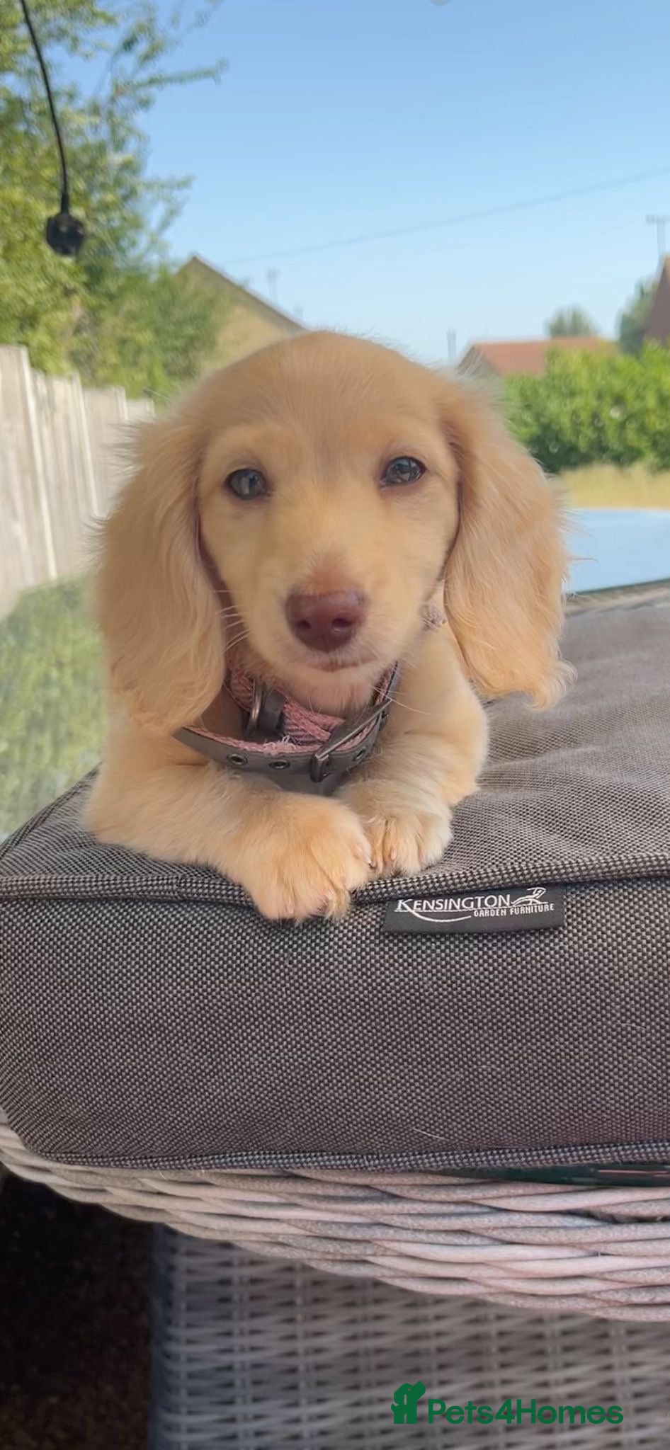 Miniature Dachshund dogs ✨loving forever friends ❤️✨ - Advert 2