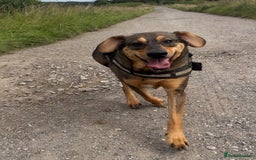 Mixed Breed dogs for sale: Mixed breed rescue dog from Cyprus  - Image 2