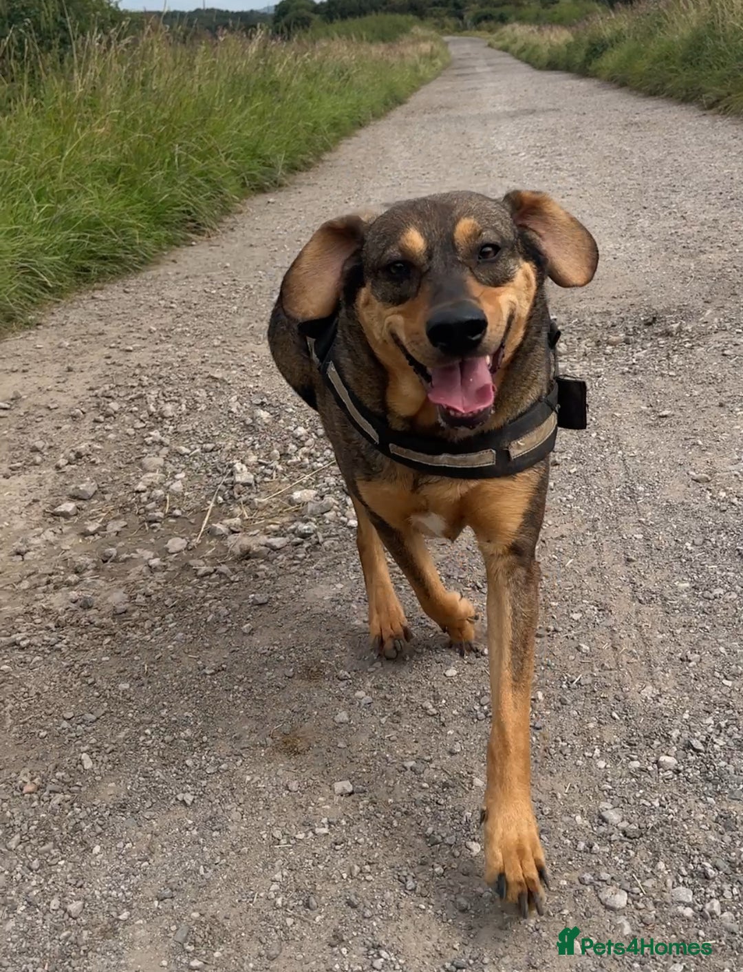 Mixed Breed dogs for sale: Mixed breed rescue dog from Cyprus  - Image 2