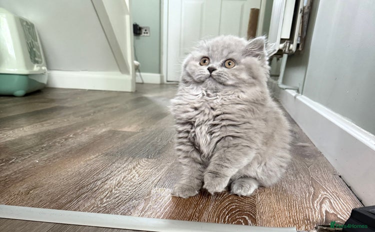 British Shorthair cats - Advert 2