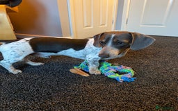Dachshund dogs for sale: blue piebald Dachshund boys in need of a home - Image 6