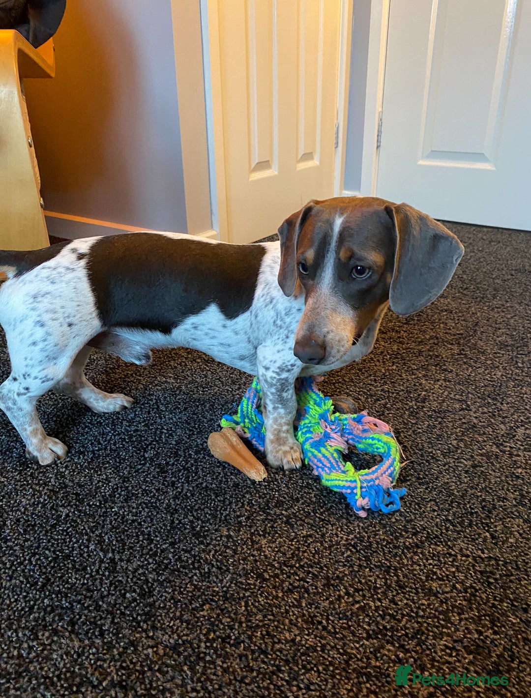 Dachshund dogs for sale: blue piebald Dachshund boys in need of a home - Image 6